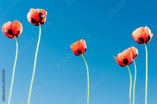 Six red poppies
