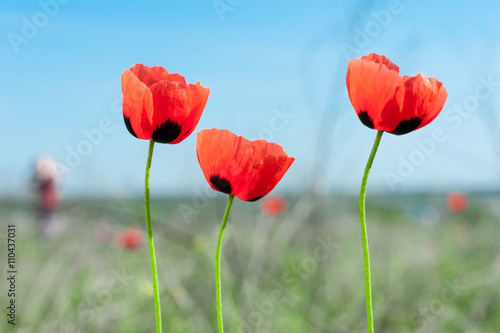 Three red poppies