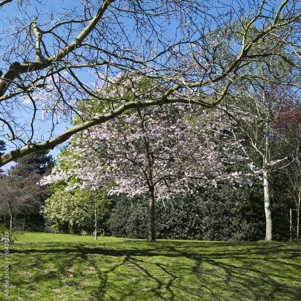 View of a Cherry Tree in Blossom Lining a Pathway through a Beau