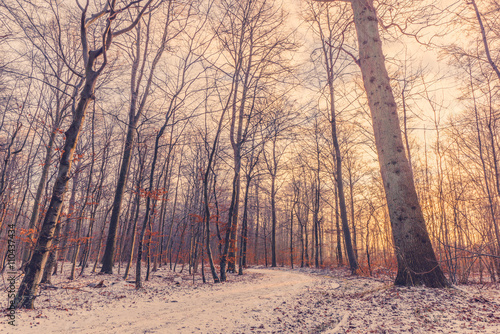 Forest at wintertime in the sunrise