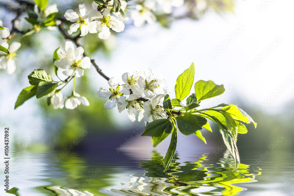 Blossoming tree with white flowers in spring