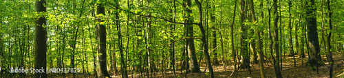 Beech forest scenery in panorama