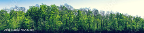 Green beech trees in panorama landscape