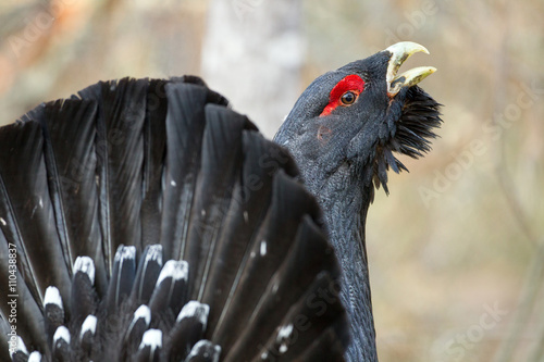 Male western capercaillie