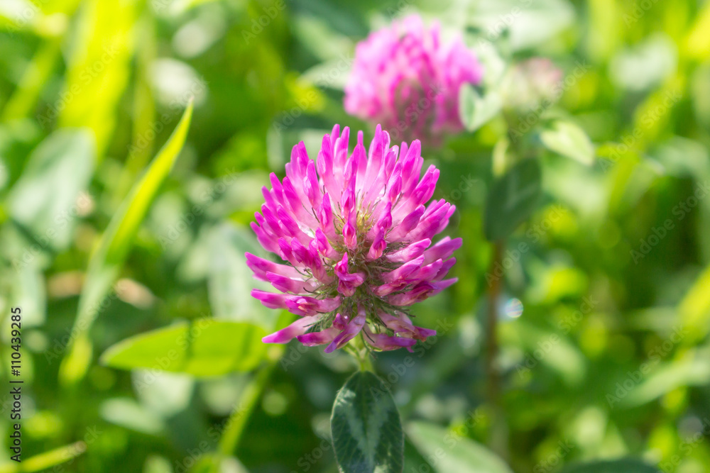 Chive flower on a green grass. flora. Chive flower on a green grass. flora.