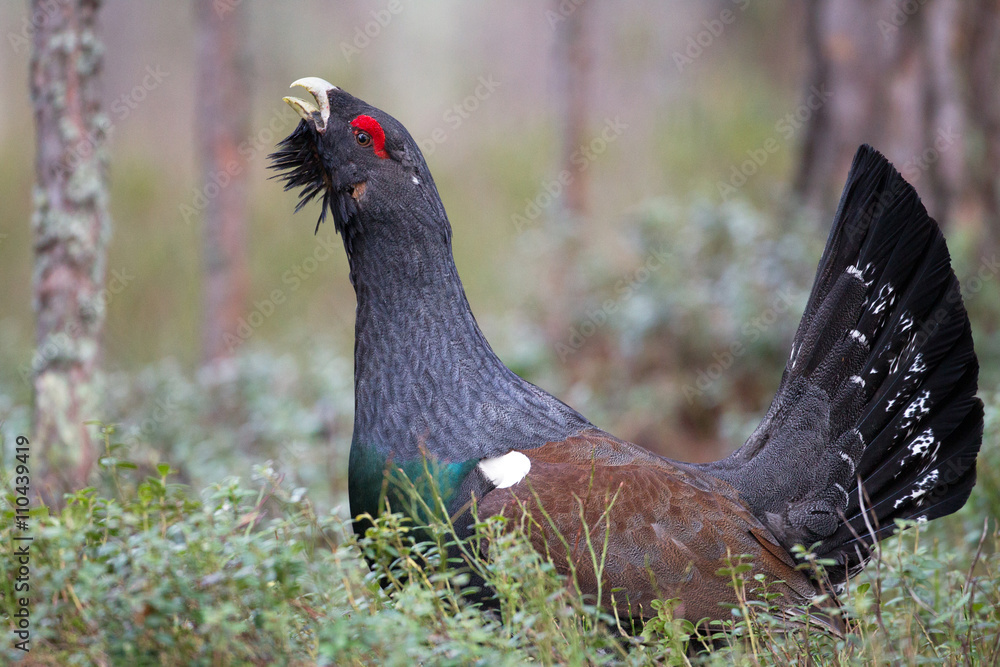 Fototapeta premium Male western capercaillie