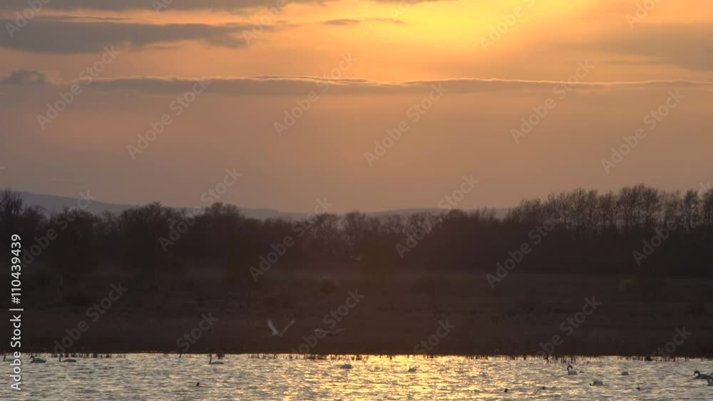 Swans Swim and Feed at Sunset, Golden Glow Lake Water, Birds Silhouette Swans Swim and Feed at Sunset, Golden Glow Lake Water, Birds Silhouette
