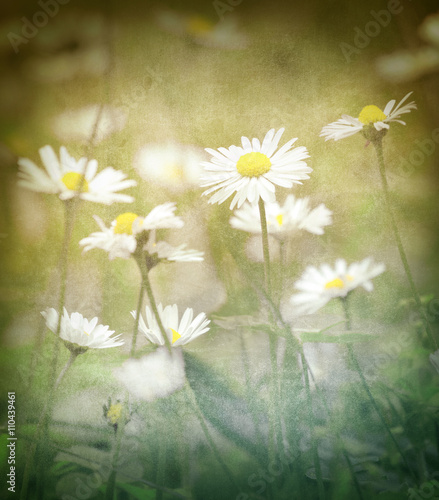 Daisy at sunset in grunge and retro style. Vintage texture