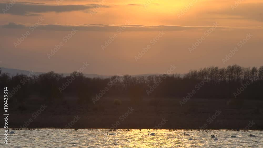 Swans Swim and Feed at Sunset, Golden Glow Lake Water, Birds Silhouette Swans Swim and Feed at Sunset, Golden Glow Lake Water, Birds Silhouette