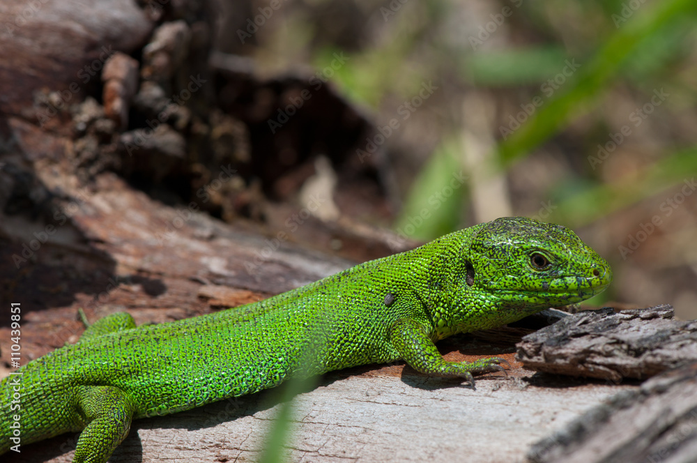 Green lizard on a background of an old tree.