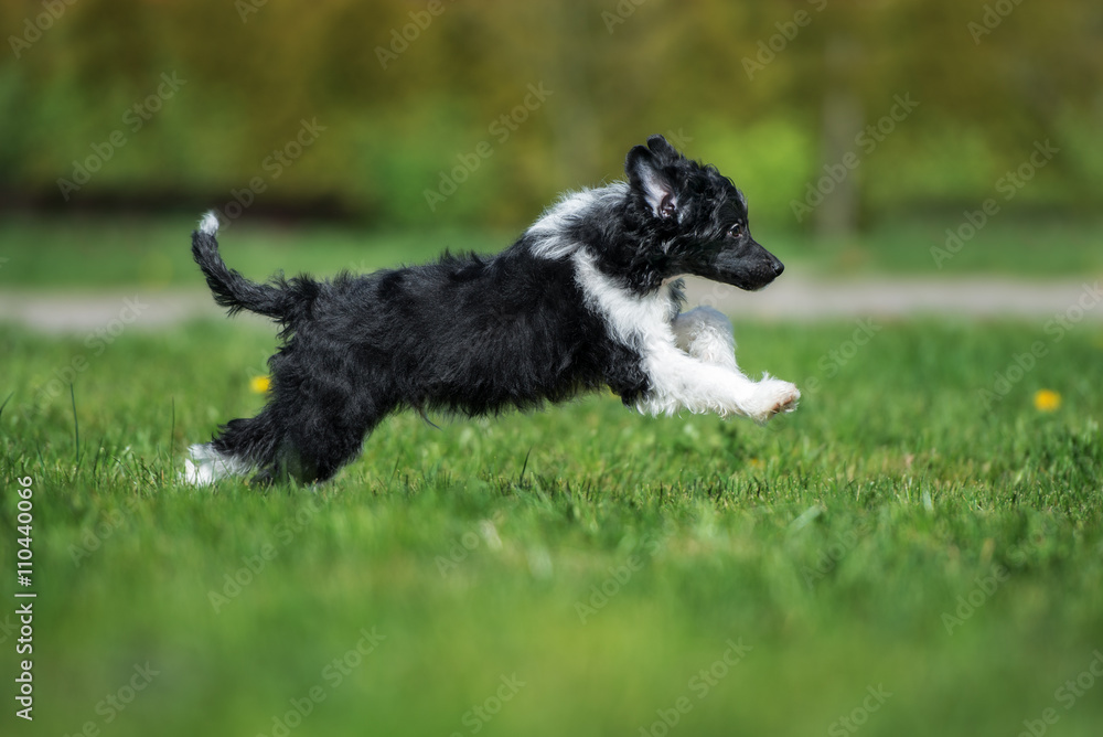 happy chinese crested puppy running outdoors happy chinese crested puppy running outdoors