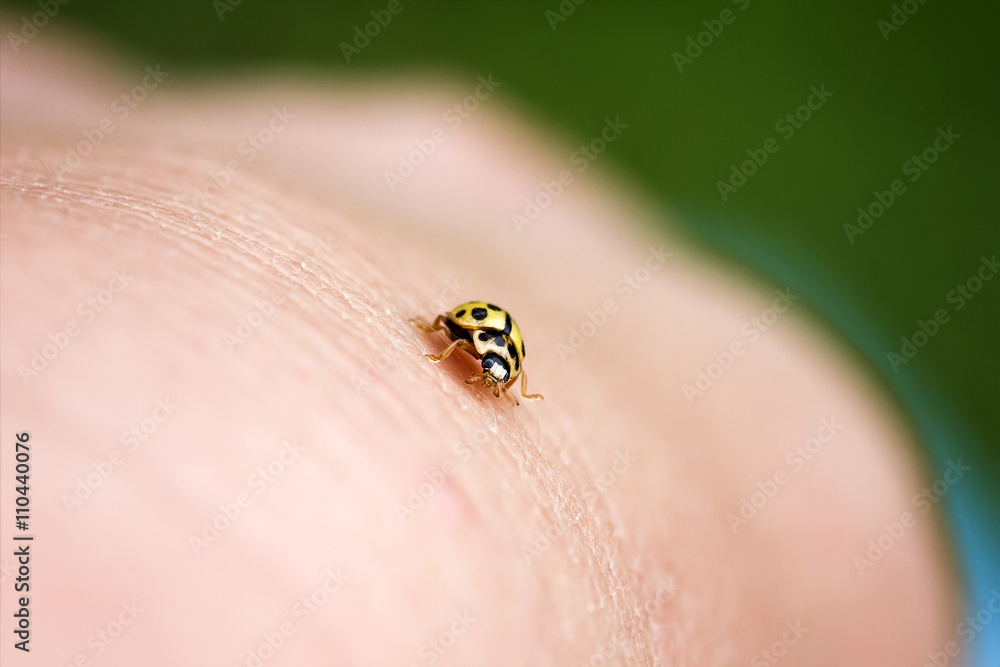 the little ladybug crawling on a human hand the little ladybug crawling on a human hand
