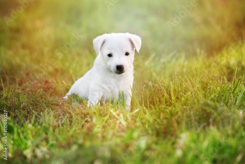 white jack russell terrier puppy sitting on grass © otsphoto