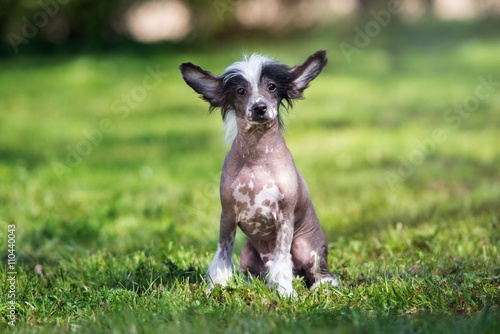 chinese crested puppy sitting outdoors
