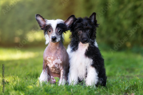 Foto two adorable chinese crested puppies sitting outdoors