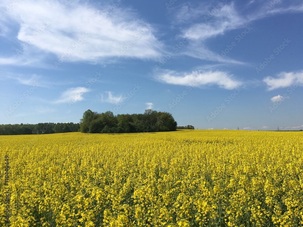 Fototapeta premium krajobraz