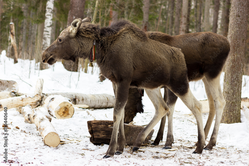 Fototapeta premium Calf of elk on Sumarokovo`s farm