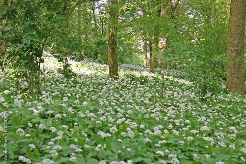 Blühender Bärlauch (Allium ursinum) im Wald 