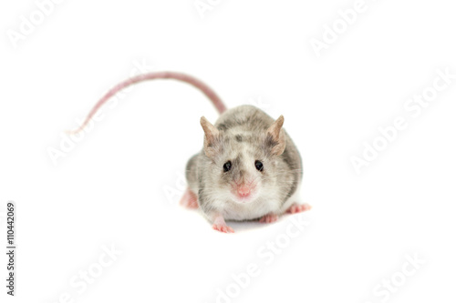 Cute decorative mouse