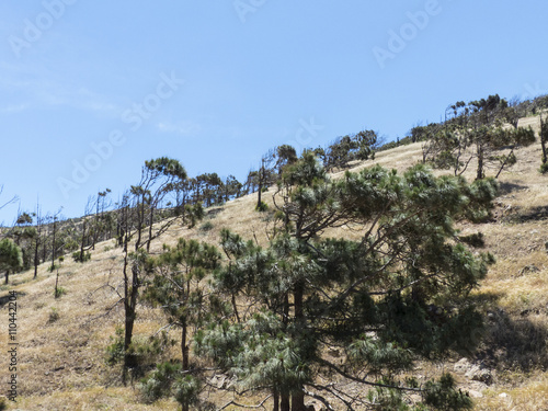 Pine tree Canary Islands national park.