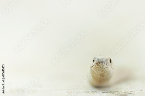 Fototapeta Naklejka Na Ścianę i Meble -  slow worm reptile- Anguis fragilis