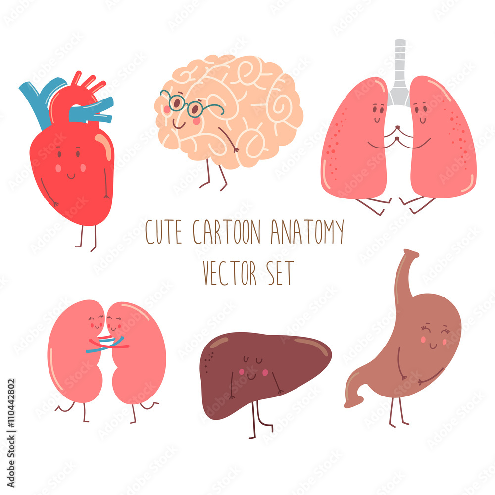 Cute cartoon anatomy vector set with funny organs, heart, brain, lungs,  kidneys, liver and stomach. Stock Vector | Adobe Stock
