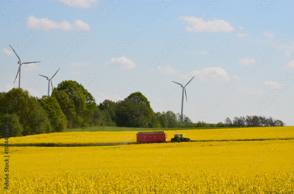 Fototapeta premium Traktor mit Hänger unterwegs auf landwirtschaftlicher Nutzfläche - Rapsfeld blüht