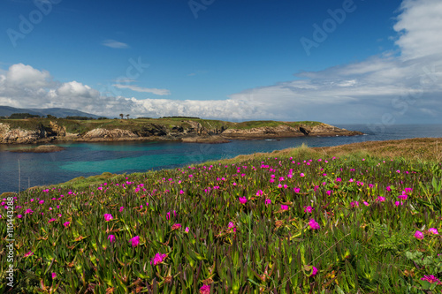 Pink iceplant in the ocean cliffs