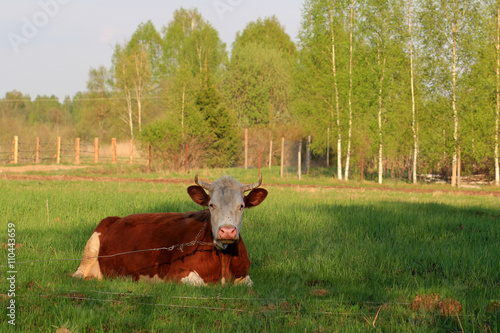 Корова