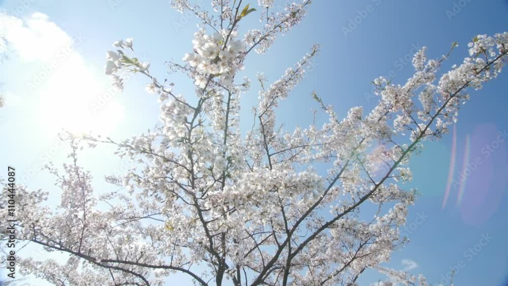 Under the cherry blossoms, slow motion, dolly in. Under the cherry blossoms, slow motion, dolly in.
