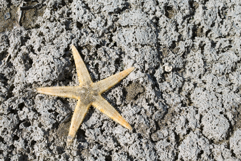 large starfish with five toes on the rock of the sea in summer large starfish with five toes on the rock of the sea in summer