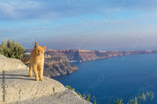 Red cat  looking at sea