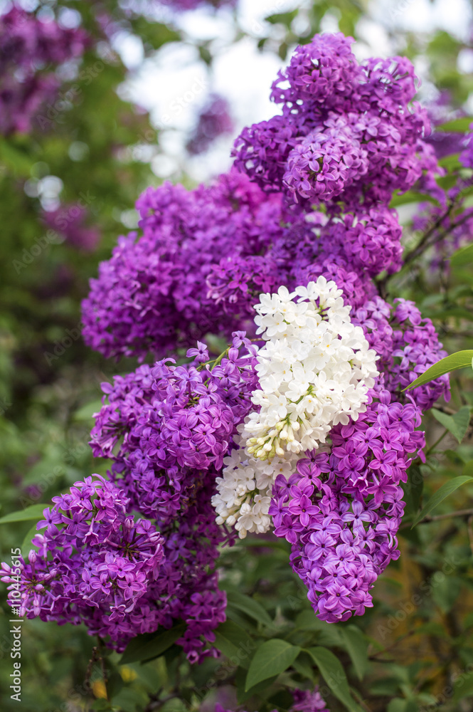 Fototapeta premium Lilac and white lilac flower in the spring garden