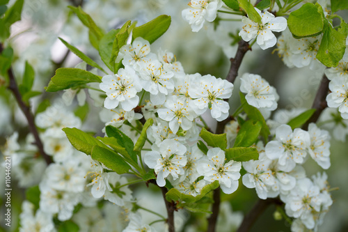 spring blossoms