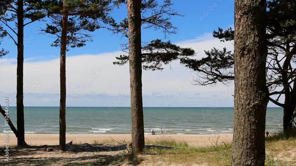 Family with children walking in a distance along the beach on a windy sunny day.Beautiful landscape with pine trees in the foreground growing in the sand 