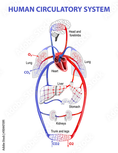 Human bloodstream