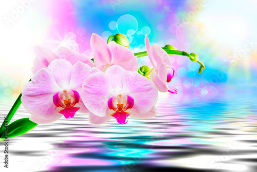 Orchid flower close up