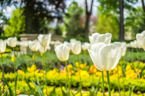 Fototapeta Naklejka Na Ścianę i Meble -  Weiße Tulpe im Park