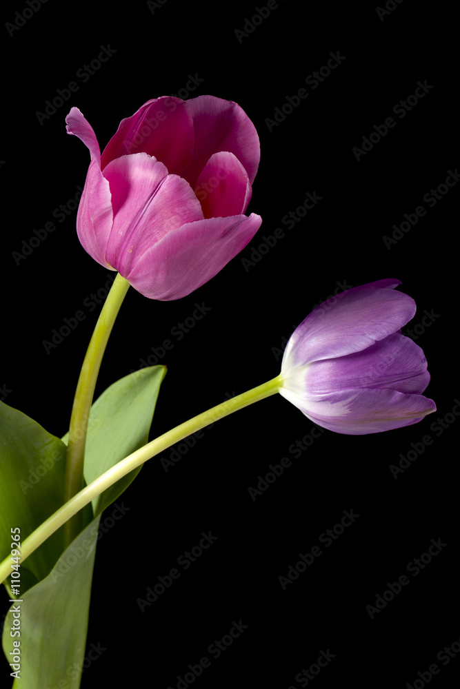 Fototapeta premium pink and violet tulips