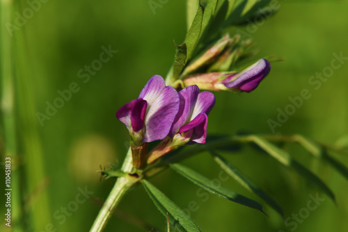 Violet pink flower on meadow