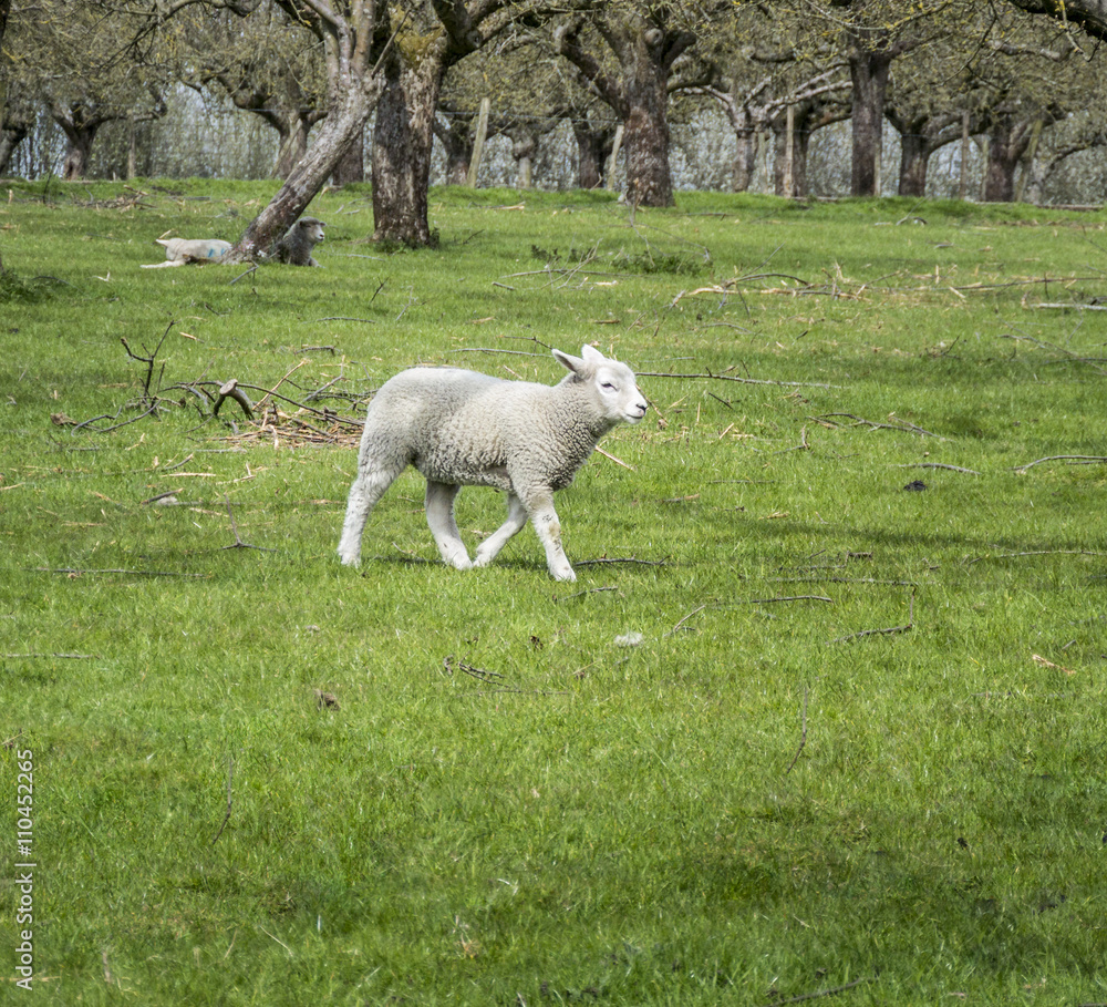 Obraz premium Lamb in Field