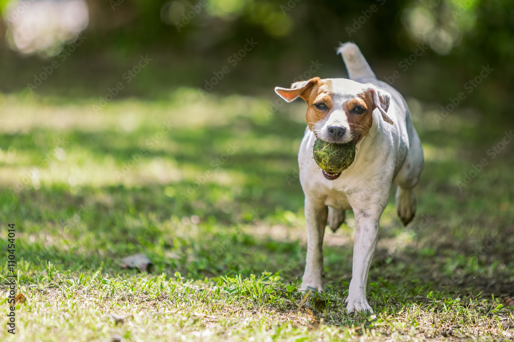 Jack Russell Terrier Running Towards The Camera 