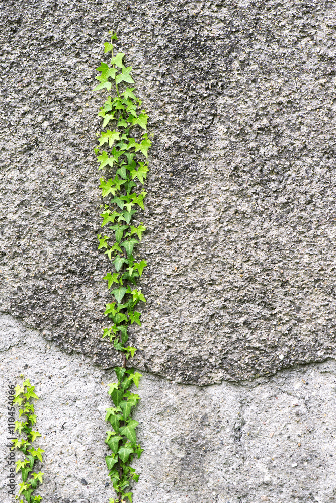 Naklejka premium Ivy plant on the wall
