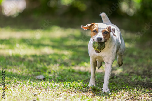Fototapeta Naklejka Na Ścianę i Meble -  Jack Russell Terrier Running Towards The Camera 