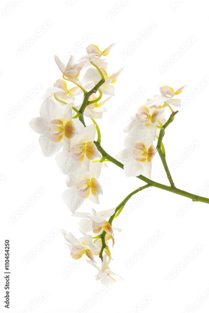 stem of yellow and white orchids stem of yellow and white orchids