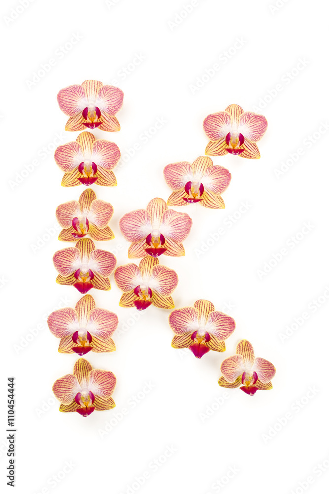 letter k of orchids letter k of orchids