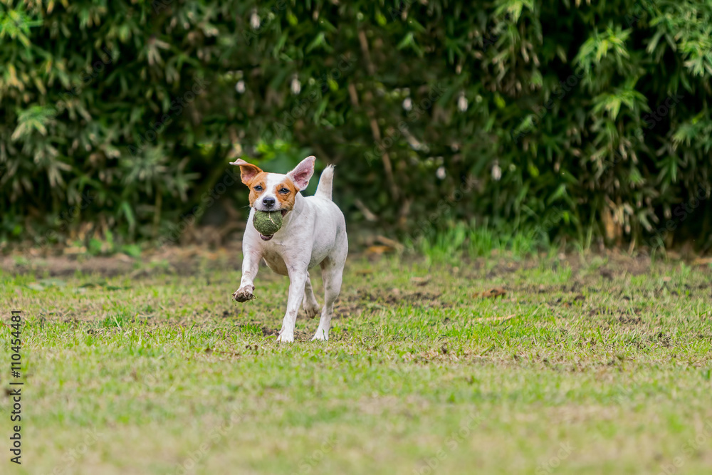 Parson Russell Terrier Female Dog Running 