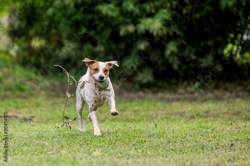 Parson Russell Terrier Dog Running With Speed
