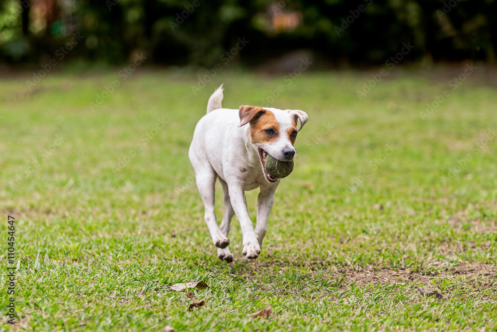 Jack Russell Terrier Purebred Dog