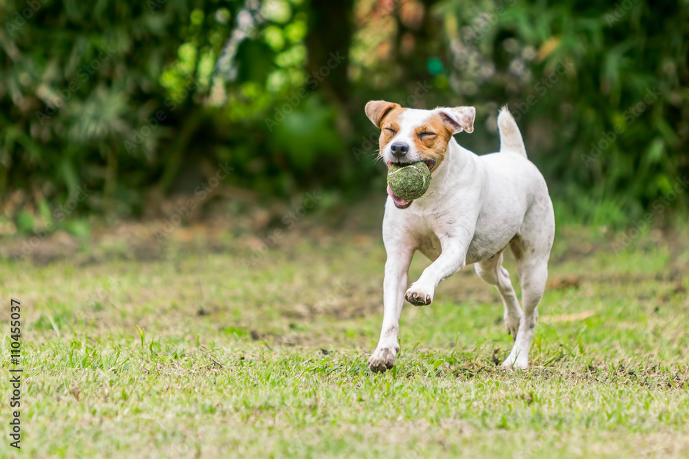 Jack Russell Terrier Dog Running In A Meadow 